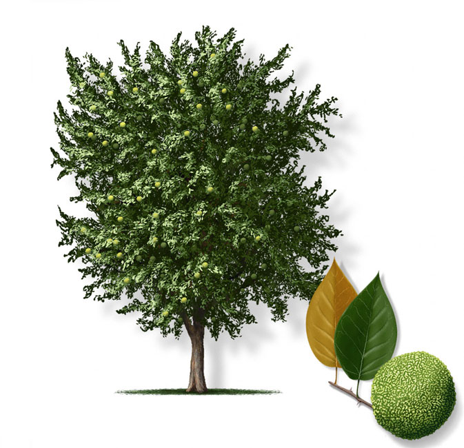 نهال توت امریکایی